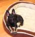Duke vom Heinolf