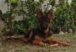 Spartacus de Monte Regio