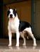 Amstaff Camarilha Bantim Black Diamond