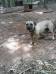 ASHWOOD KENNELS Asesino