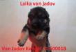 Laika von jadov
