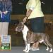 AKC.CH Majestic Staffs Kentucky Wildcats