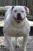 Bacchus Bulldogs` Mystic Bruja