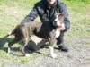 Qalatalchiron Duchessa Black Brindle