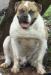Bulky Bulls Boris of Katrina Bulls