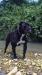 Bomberbulls Black Bera of Zecca