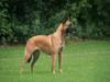 Donna 'U. Muff jr.' (Malinois)