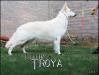  Helena de Troya Blancos de Amparo (Mountain Wolves)