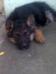 nishan`s daimond