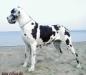 CH,  Jr CH (HRV,HUN) Tribeca Orca