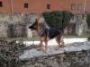 Effi Einsamer Wolf