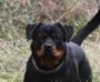 Akira Iron Rottweilers