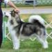 MBISS GCH Ice Fall's Locked 'N' Loaded