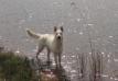 CM BOB and Beste Male Elegant Ghost des Garous du Maquis