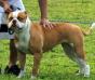  Epic Bullies Jr. Champion Torita