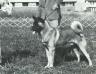 AKC CH Cee-Jay's Chumley P Linderman