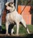 Comito's Victoria of Dailey (IKC TAG tested)