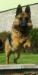 Arwen Best of the Gods