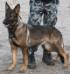 POLICE K-9. SG Nola Dneprovsky