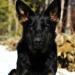 MacDonald's Sheba (of Moose Brook Shepherds)
