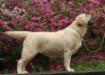 KCT.AM.CH Wiscoy's Sunshine At Toptail