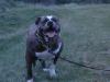 Bacchus Bulldogs' llow Southern