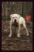 Jam Up Bulldogs Tennessee Hillbilly
