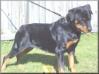 DKV Rottweilers Lindi von Kirkus Gutierrez