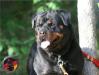 DKV Rottweilers Lex Von Der Korperkraft