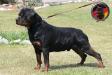  DKV Rottweilers Jackomo Von Der Korperkraft