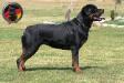 UCI INT. CH. DKV Rottweilers Kitana Von Der Korperkraft