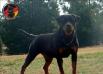 DKV Rottweilers Gucci Von Der Korperkraft