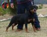 DKV Rottweilers Shakira Von Der Korperkraft