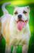 Pedigree American Bulldogs Australia Feliz of A.S.