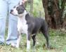  Amstaff Camarilha e Wytorias Star Blue