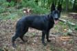 Mocha's Black Beauty von Steinbaum