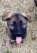 Lucky von Linienbach