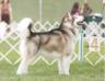 AG2 RO3 AKC/UKC CH Powderhound's Silver Lining