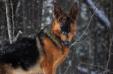 Zorra vom Couceiro of Moose Brook Shepherds