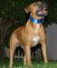 Warrior's Temple Kennel's Attila of DBBK