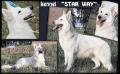 NARA Bila Zgraya *VESTA* (kennel `Star Way*`)