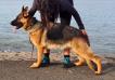 Nala II von Salerno