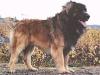 Slattvika's Bobo-Bear