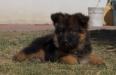 Thalia de Monte Regio