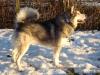  Yellowsnow Malamutes Brave Aslan