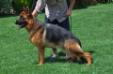Handro von Tuni