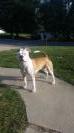 Midwest Pride American Bulldogs Fergie