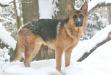 Kodiak Vom Sonnenhund