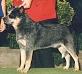 CH (AKC) Heelerhill W.F. Cody