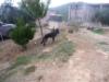 Falco vom Jordan German Shepherds